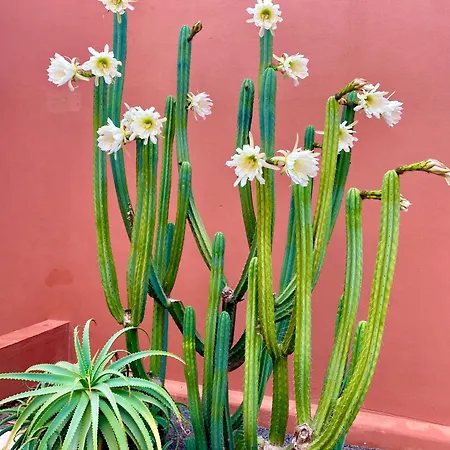 Fuerteventura Apartament