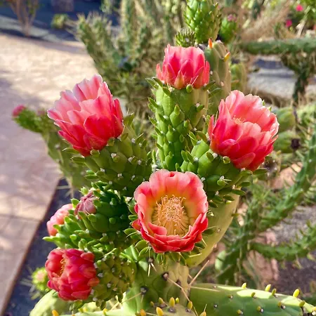 Apartament Fuerteventura