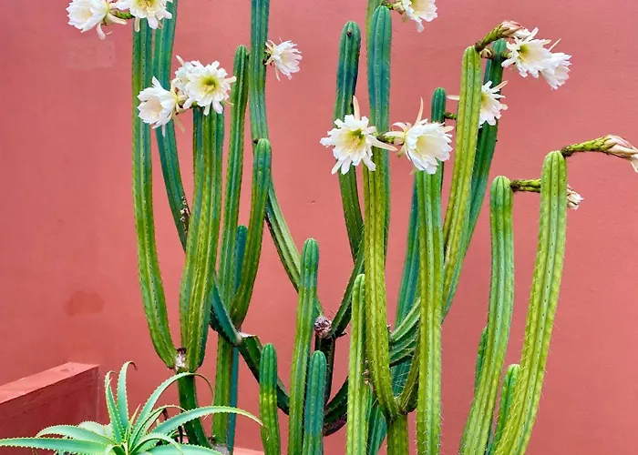 Fuerteventura Appartement