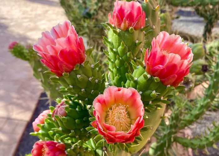 Appartement Fuerteventura