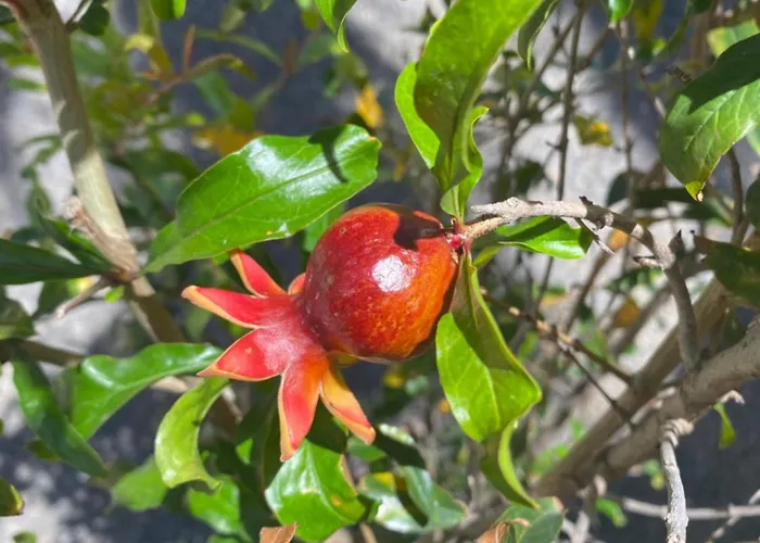 Fuerteventura Appartement Corralejo